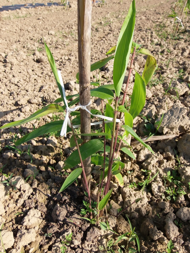 moso bamboo plant moso bamboo plant