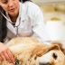 COMMON DOG DISEASES | Pet Symptom Checker : Dog Symptom ...
