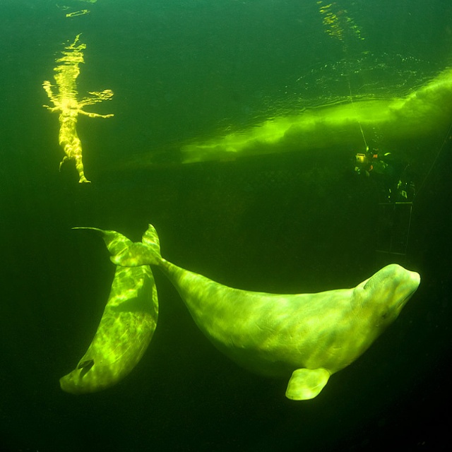Naked Russian diver swims with beluga whales in Arctic