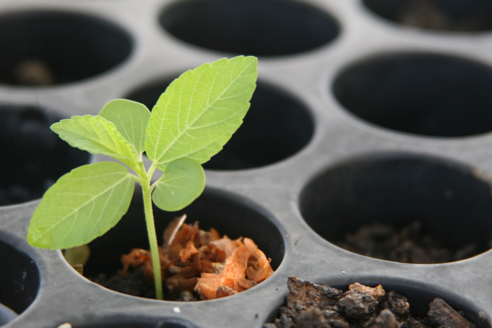 My Tropical Organic Garden Why I grow Egyptian spinach / saluyot jute