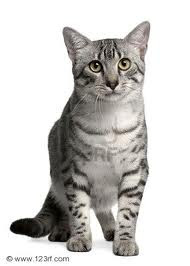 type of cats