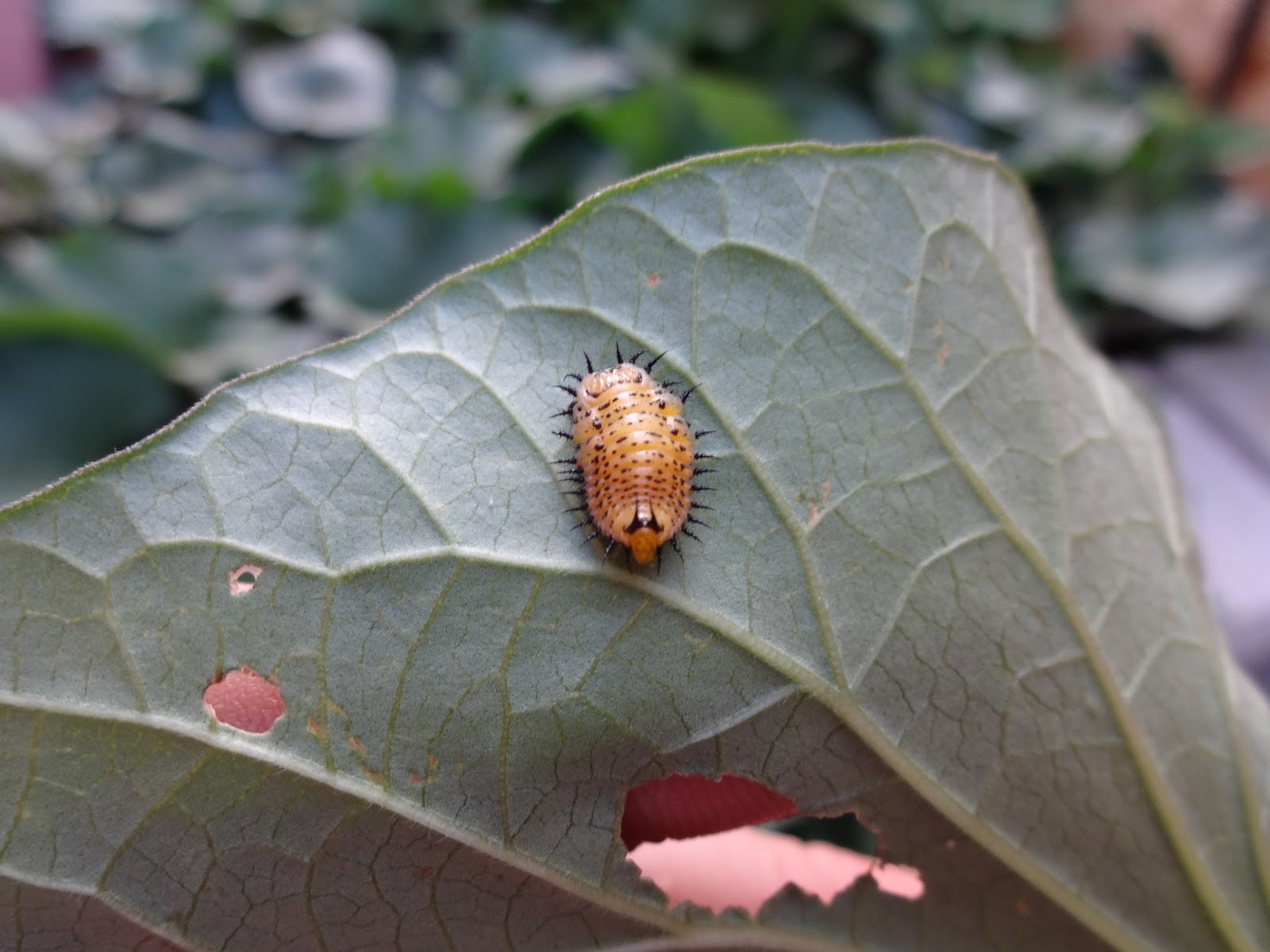 The Scientific Gardener Mexican Bean Beetle Invasion