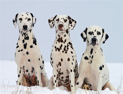 Dalmatian-Puppy-and-Dog-Breed-Pictures Dog And Puppies Pictures