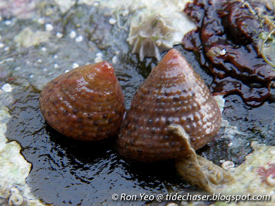 Beautiful Clanculus (Clanculus margaritarius) Beautiful Clanculus (Clanculus margaritarius)