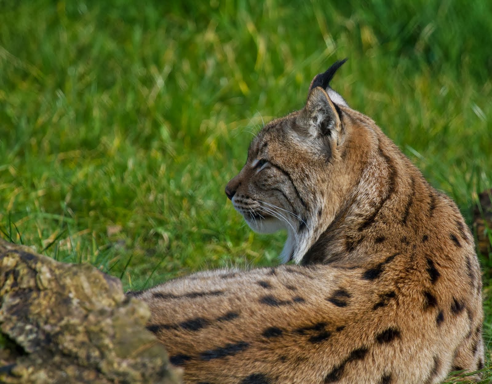 Lynx blikt vooruit