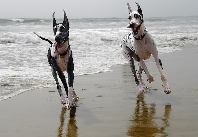 great dane running speed