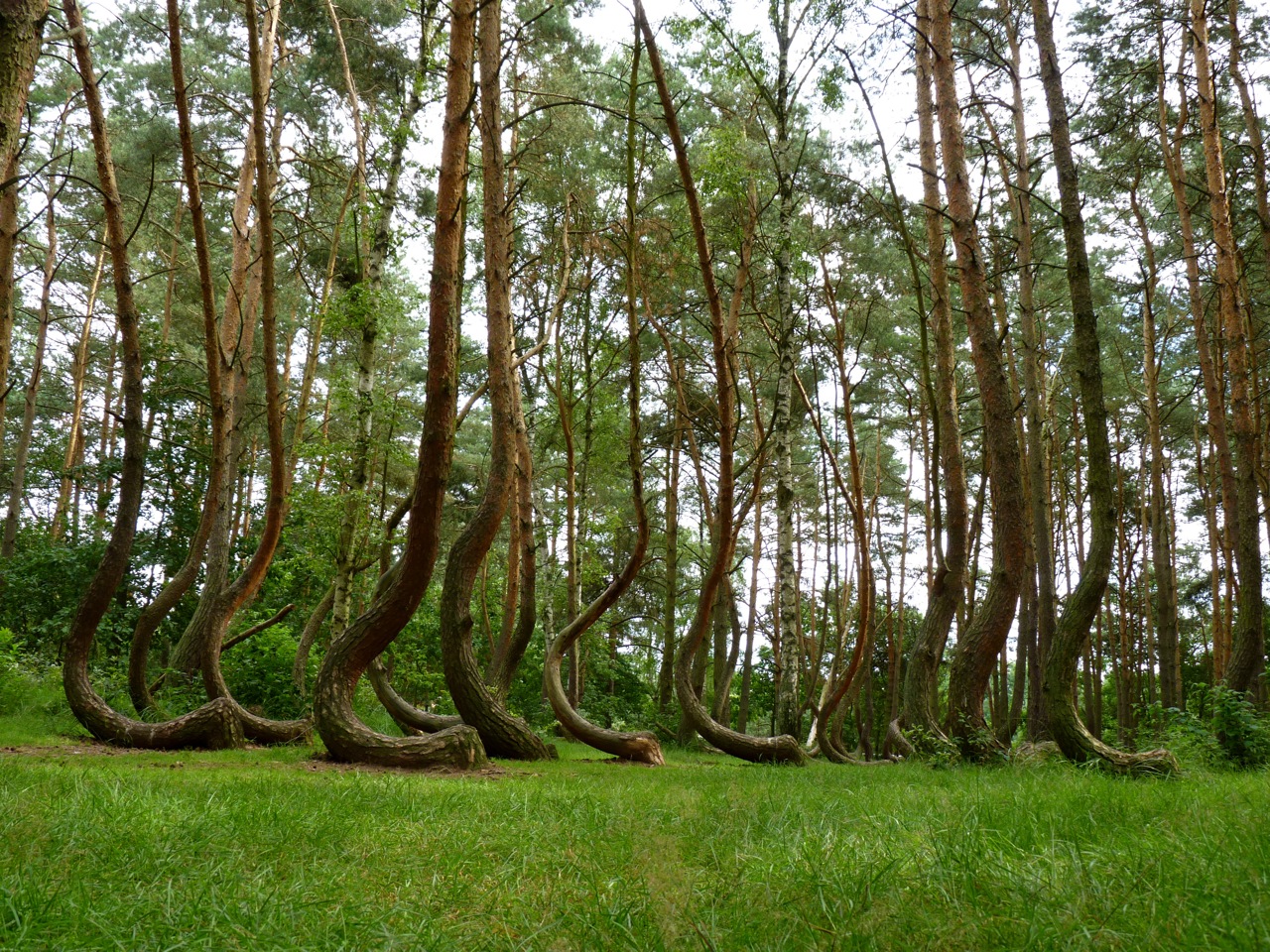 Crooked Forest Poland | travel trip journey crooked forest gryfino poland Crooked Forest Poland | travel trip journey crooked forest gryfino poland