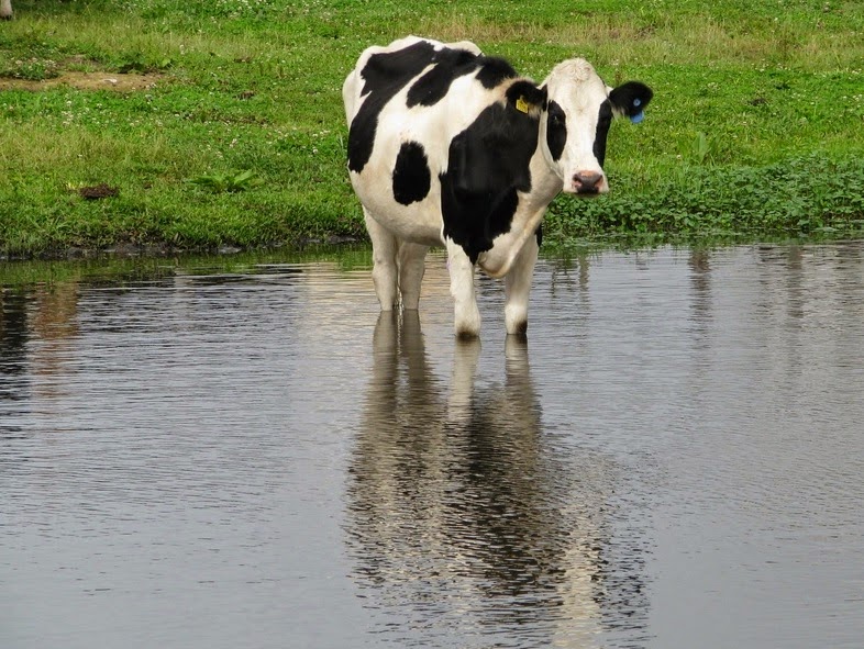 Consumo de água na pecuária ameaça preservação ambiental
