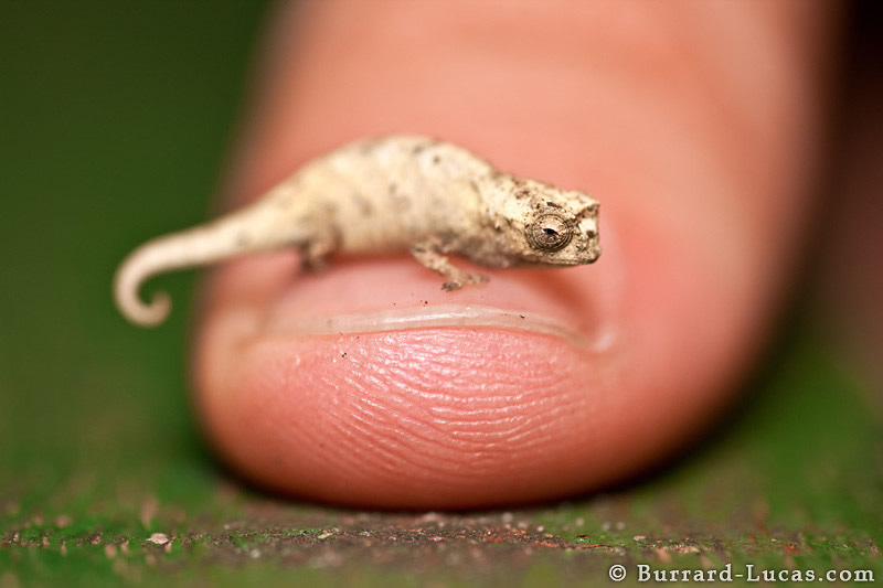 صور مدهشه للحيوانات ملتقطه في أوضاع نادره Tiny+Chameleon