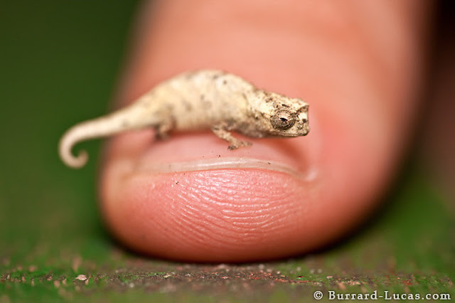 كم هو جميل عالمنا .. صور جميلة لحيوانات  Tiny+Chameleon