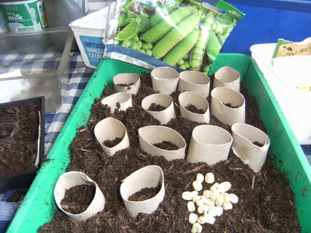 planting sweet peas in toilet rolls planting sweet peas in toilet rolls