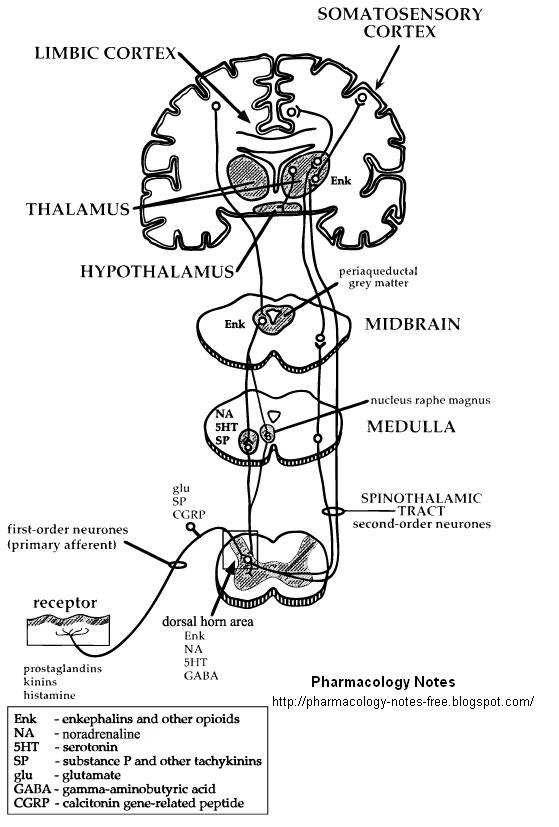 Diagram of nerve pathways and some of the neurotransmitters involved in