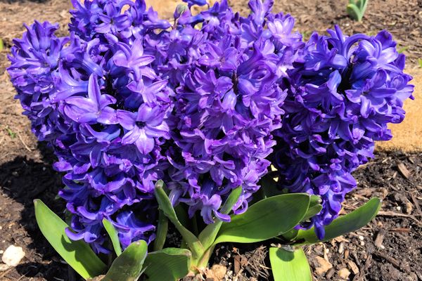 Image result for Peter Stuyvesant Hyacinth