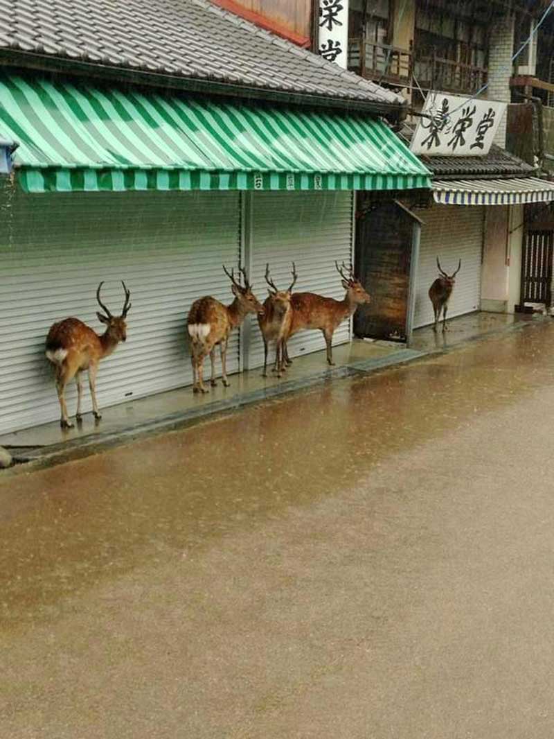 Nothing To Do With Arbroath Rain deer