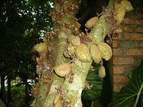 Kembara Minda 7 Buah Katak Puru