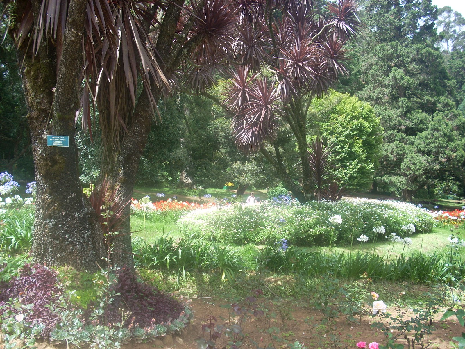 Travel essay in english examples image