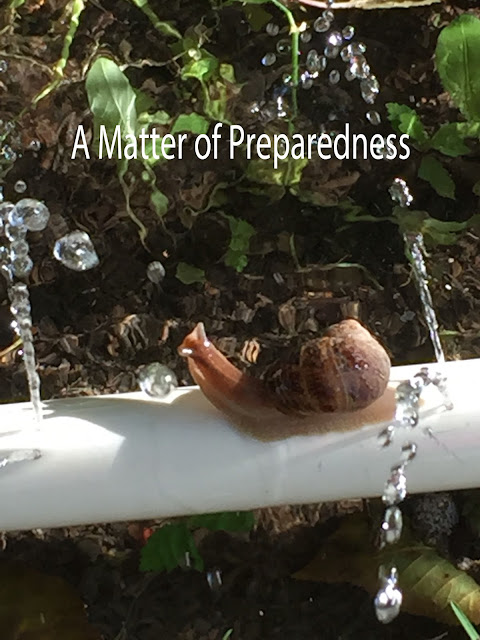 Gardening in a Drought, Vertical Gardening