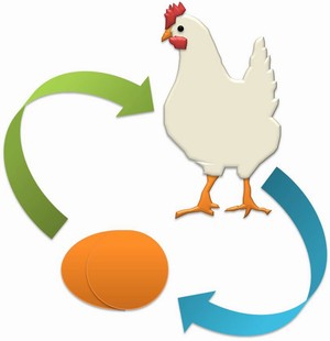 Kitaran hidup ayam