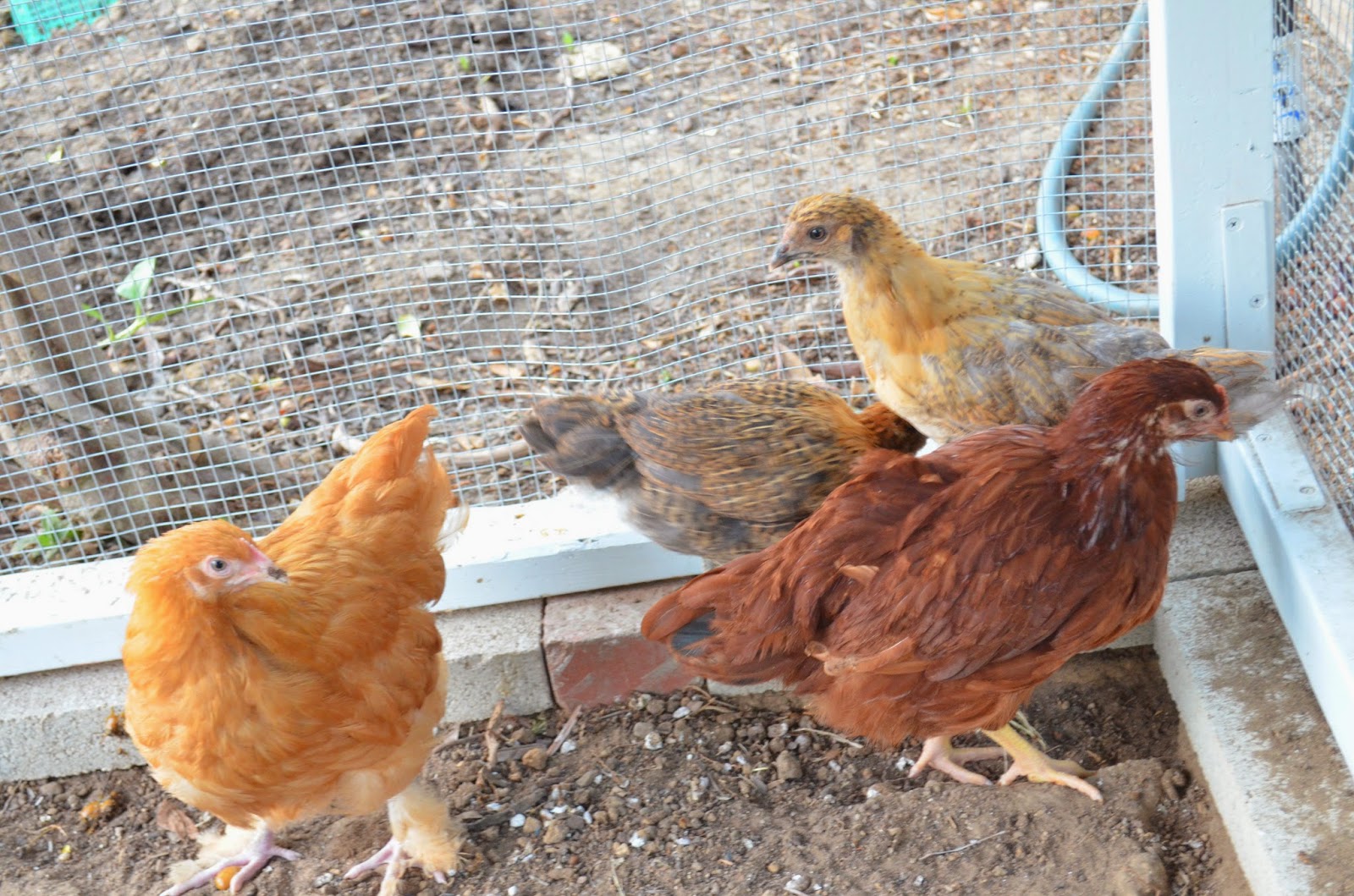 Entertaining From an Ethnic Indian Kitchen Chicken coop