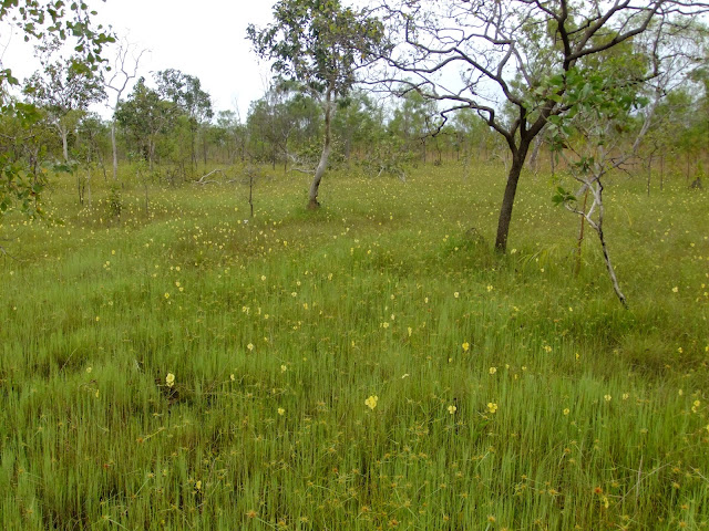 rencontre swampy collection