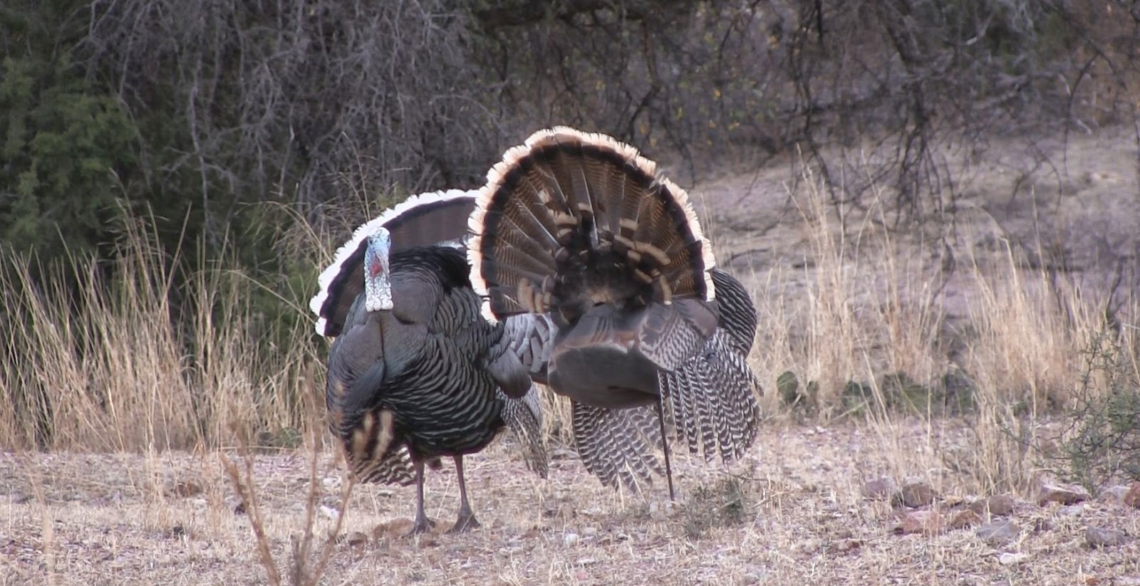 Full+Strut+Gould's+Turkey+Photos+in+Mexico+with+outfitter+Colburn+and+Scott+Outfitters+and+Jay+Scott+9.jpg