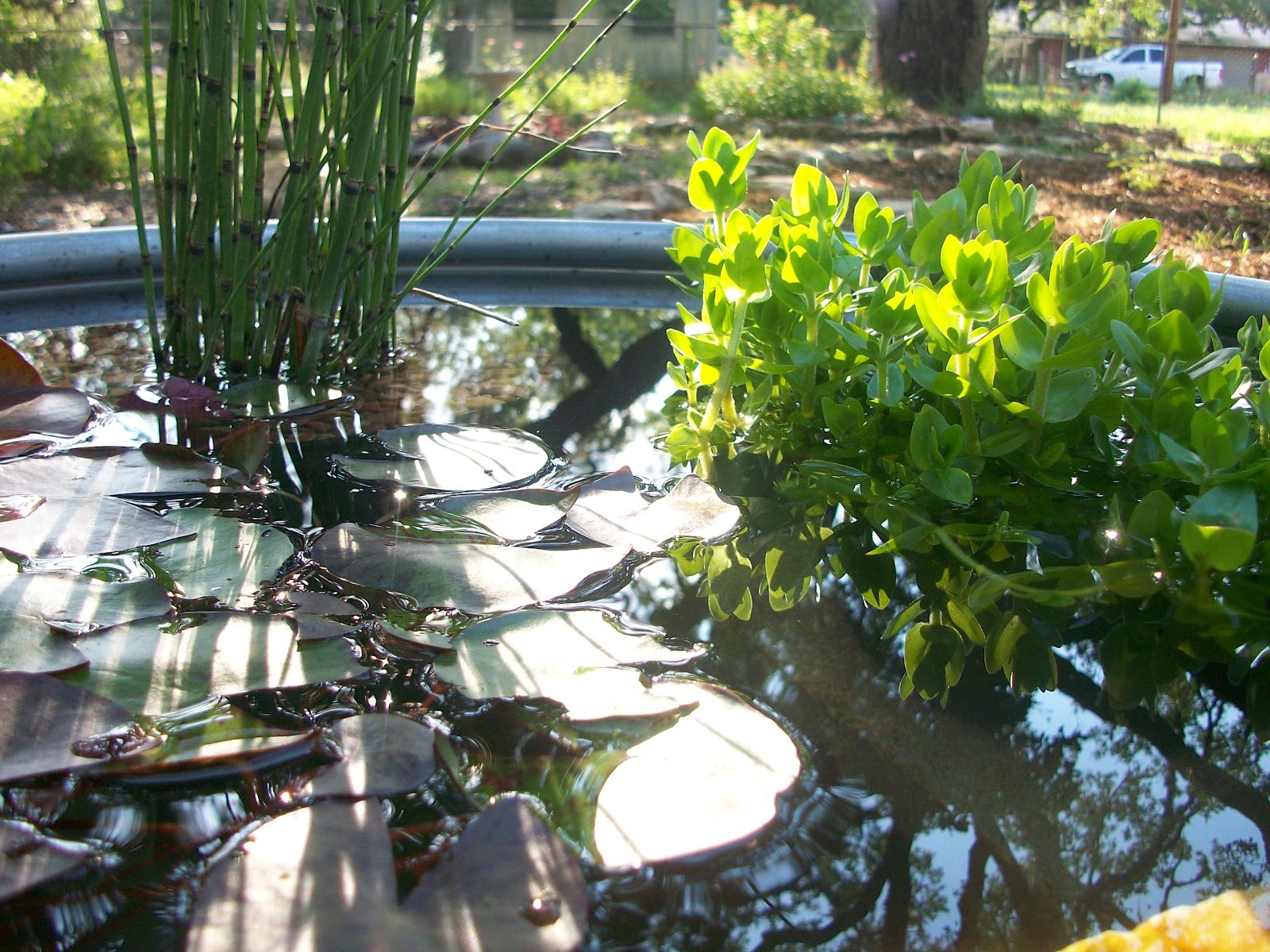 Window on a Texas Wildscape How we made our stock tank
