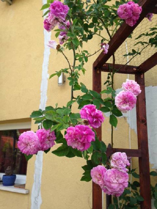 [Image: khu-vuon-nguoi-phu-nu-hue-o-hungari-4.jpg]