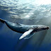 Αναζητώντας την πιο μοναχική φάλαινα στον κόσμο...