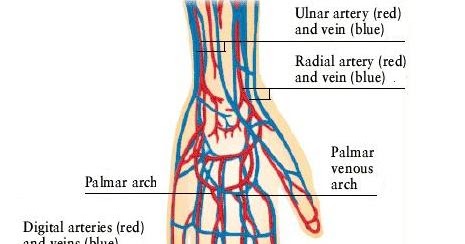 Body Anatomy: BLOOD VESSEL OF THE WRIST AND HAND