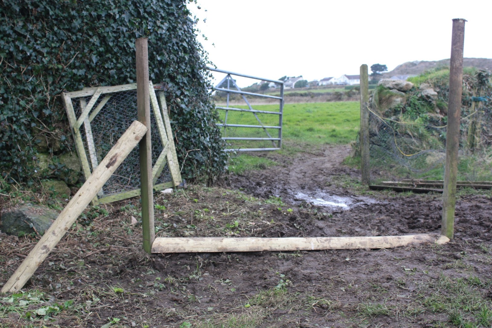 Bosavern Community Farm Rabbit fencing.