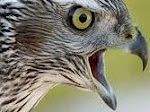 Northern Goshawk