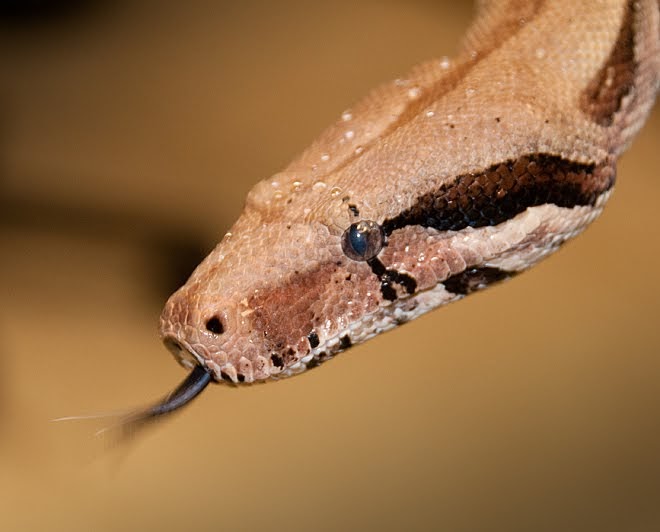Pacific Science Center Life Sciences Snake Eyes