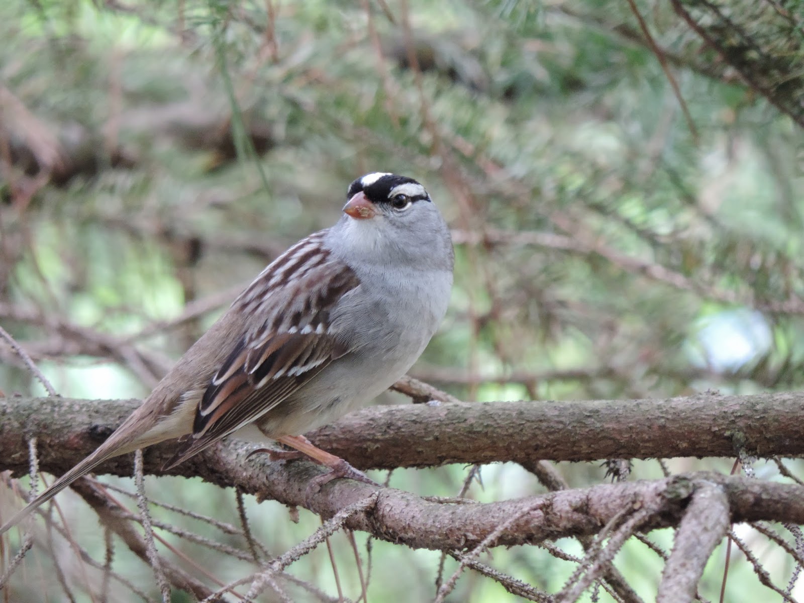 The Northern New York Gardener Spring Flowers and Summer Residents