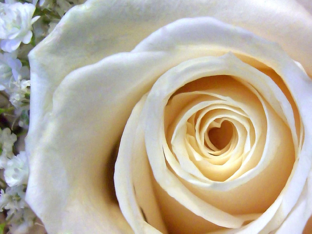 flower wallpaper mp3 mp3 songs free beautiful flowers flower wallpaper mp3 mp3 songs free beautiful flowers