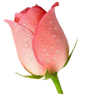 IMÁGENES CON FONDO TRANSPARENTE - Imágenes de Amor con Movimiento