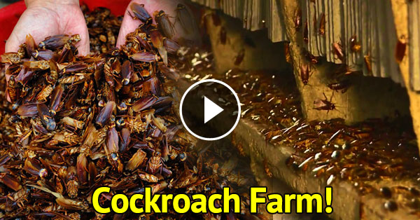 cockroach%2Bfarm.jpg