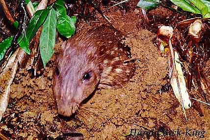 Quem come Carne de Paca corre serio risco de contrair tumores no fígado