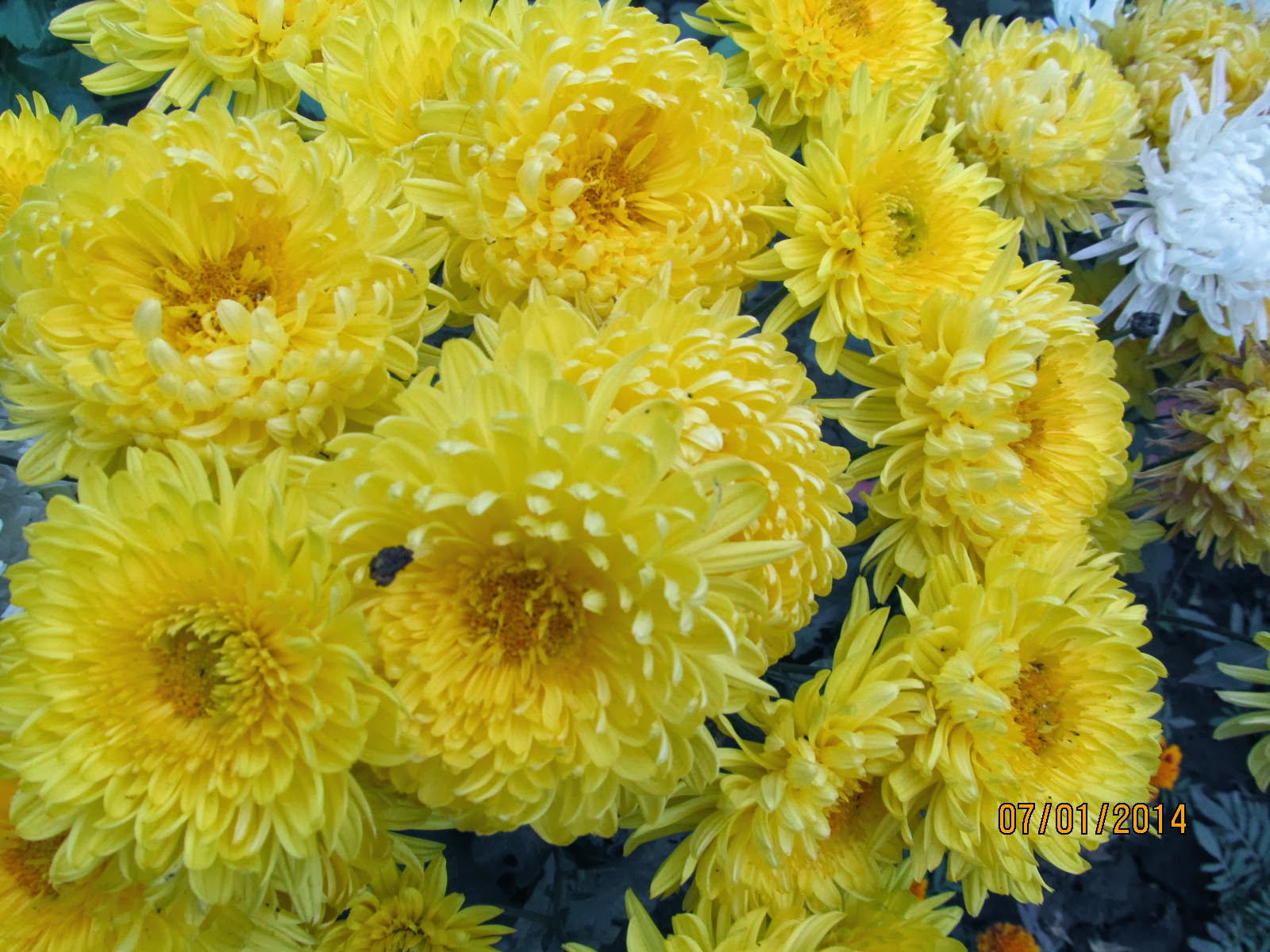NATURAL & UNIQUE PHOTOGRAPHY CHRYSANTHEMUM ( GULDAUDI ) FLOWER