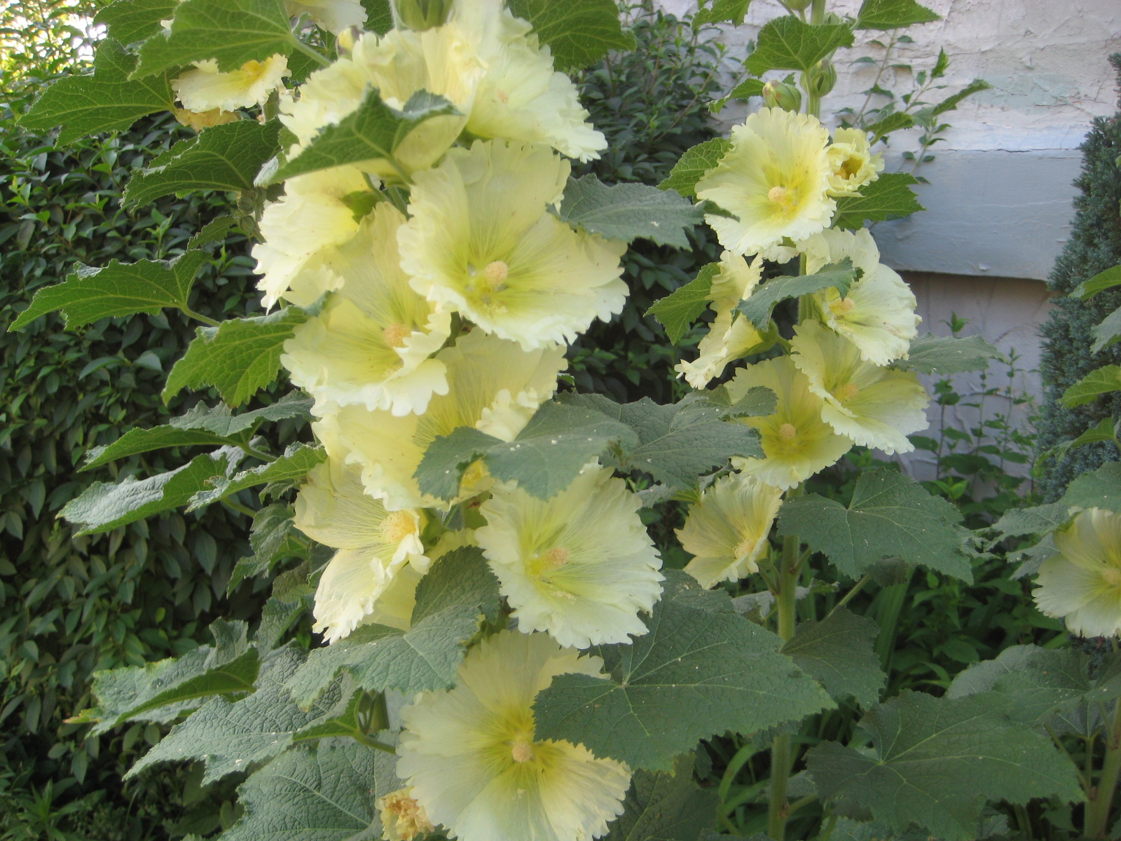 Pale yellow hollyhock | Stockrosen, Gartengestaltung, Garten