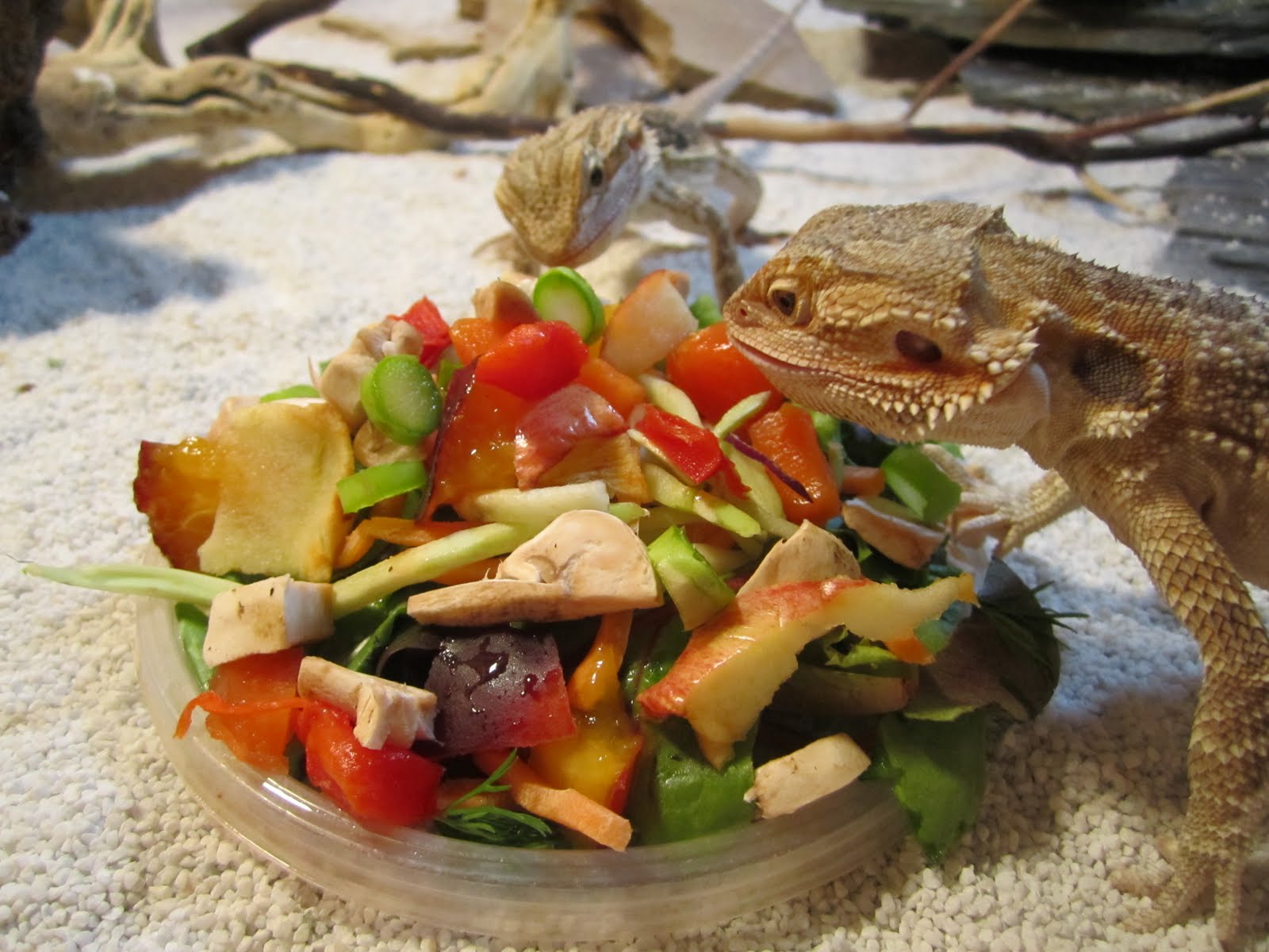 bearded-dragon-eating-zucchini.jpg