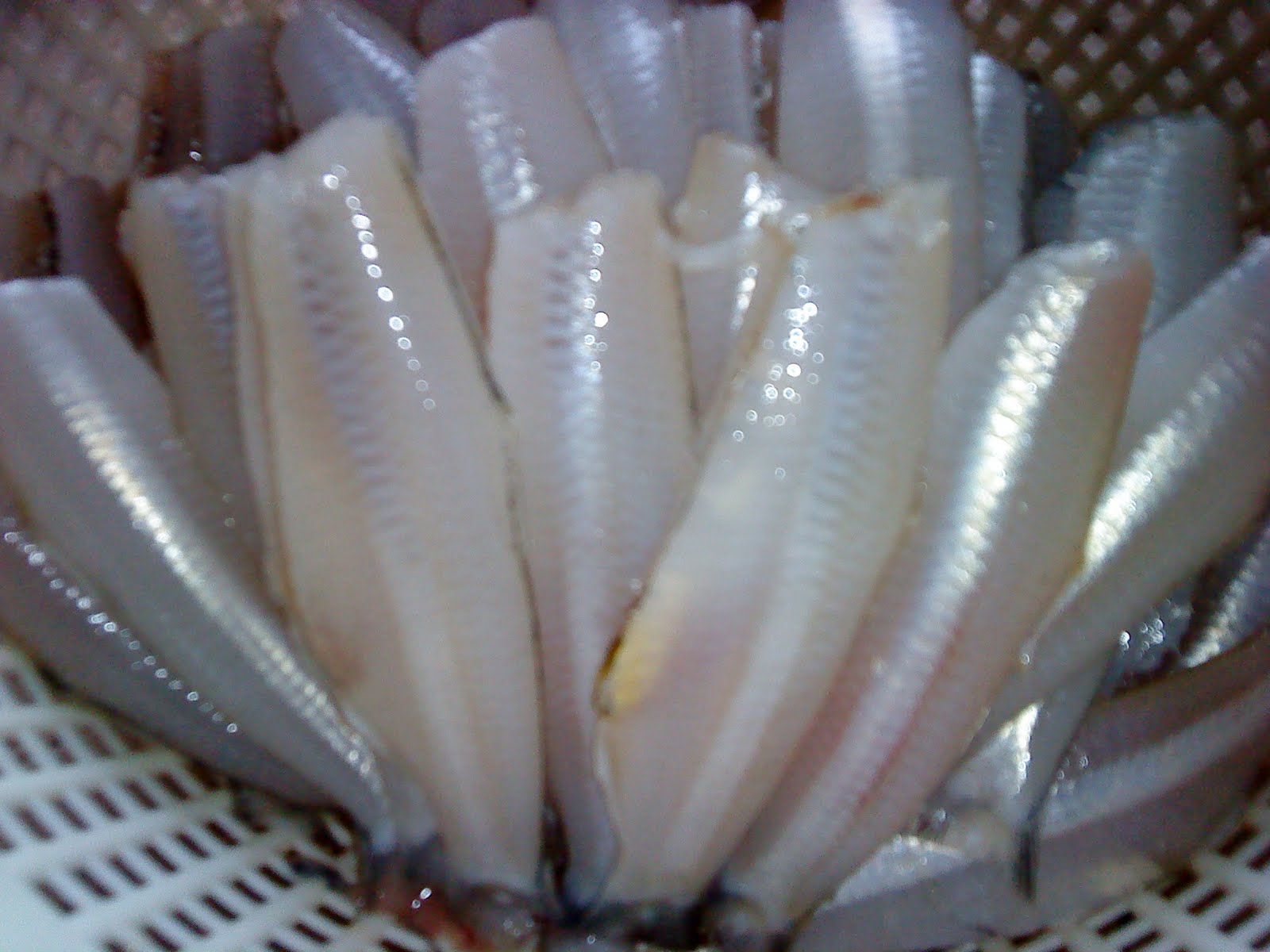 Cooking Pleasure Fried Fresh Anchovies [Smelt or Silver Fish]