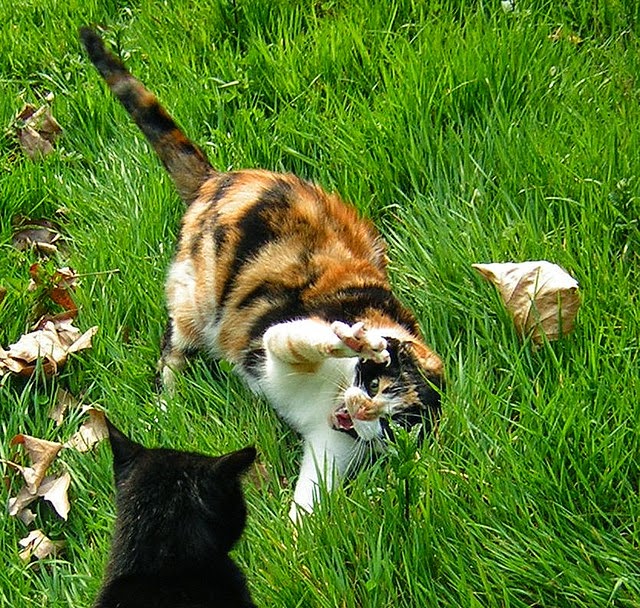 Male Cat Behavior Problems How to Stop Your Tom Cat's Bad Behavior