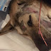 Πώς χρήστες του Διαδικτύου μάζεψαν χρήματα και έσωσαν τη ζωή ενός σκύλου...