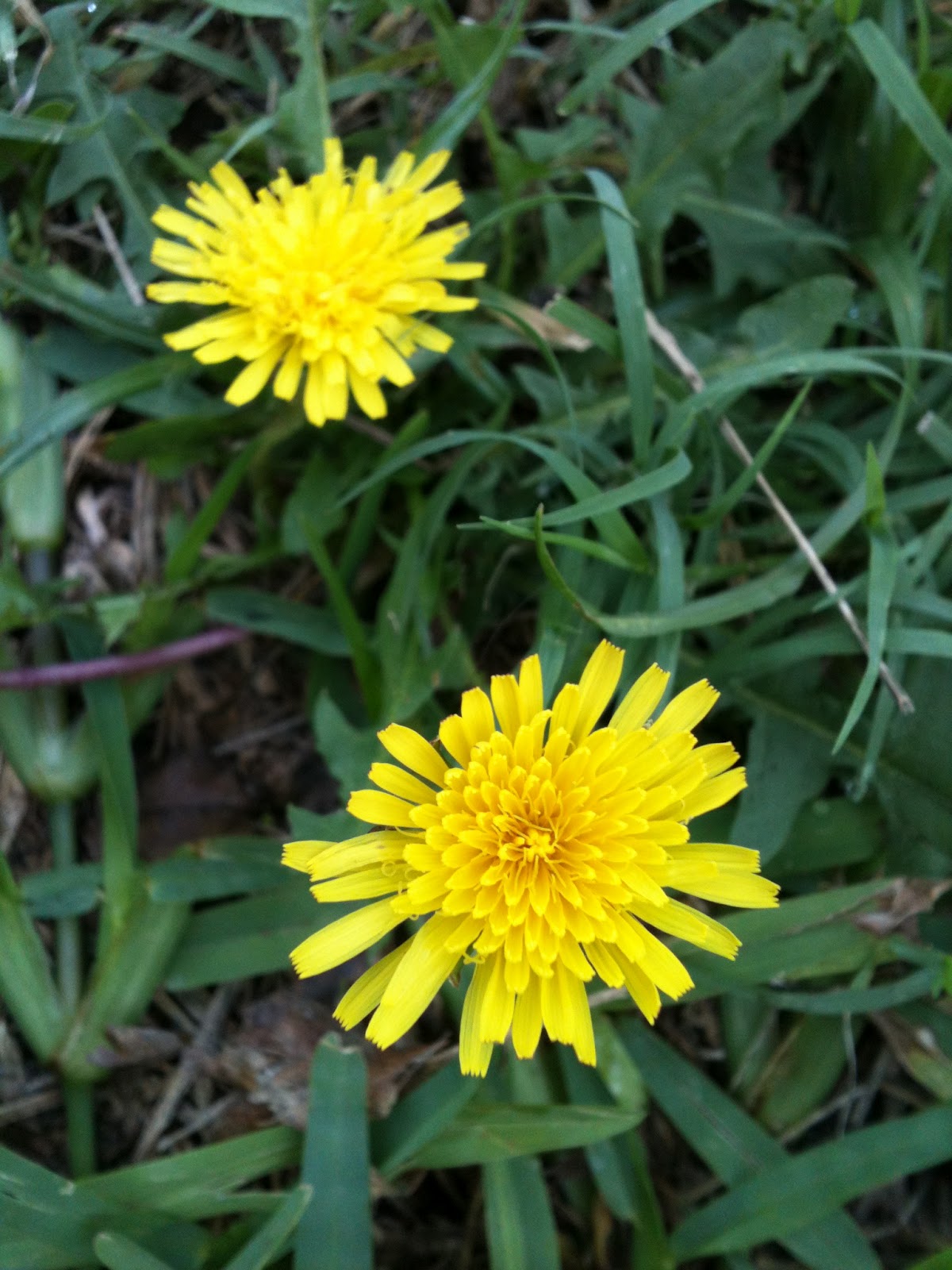 The Kelfla Project My Yard Is Green...with Dandelion Leaves