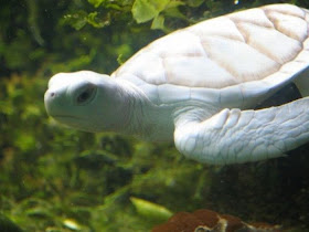 Albino-Turtle-Animals.jpg 