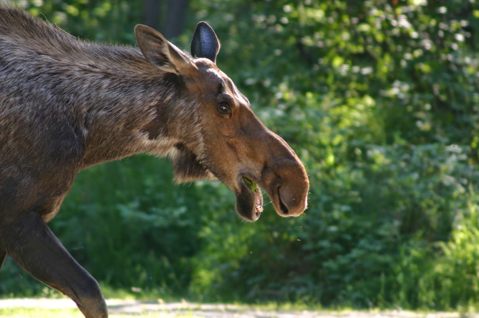 Running From Moose Searching for the Grand Canyon Moose