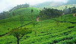 Tea estate in Haputale