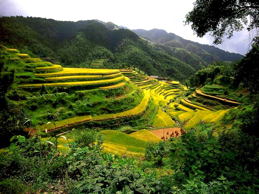 Voyeur rtp desirable Asian rice terraces