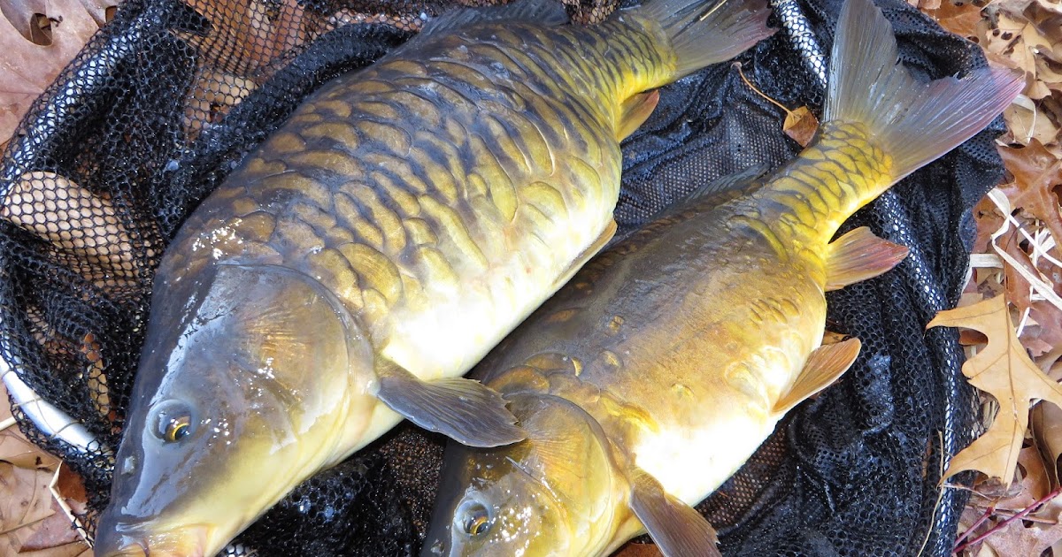 Rhode Island Carp Fishing Sweet Corn a Killer Bait Right Now
