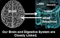 picture of brain connection to gut